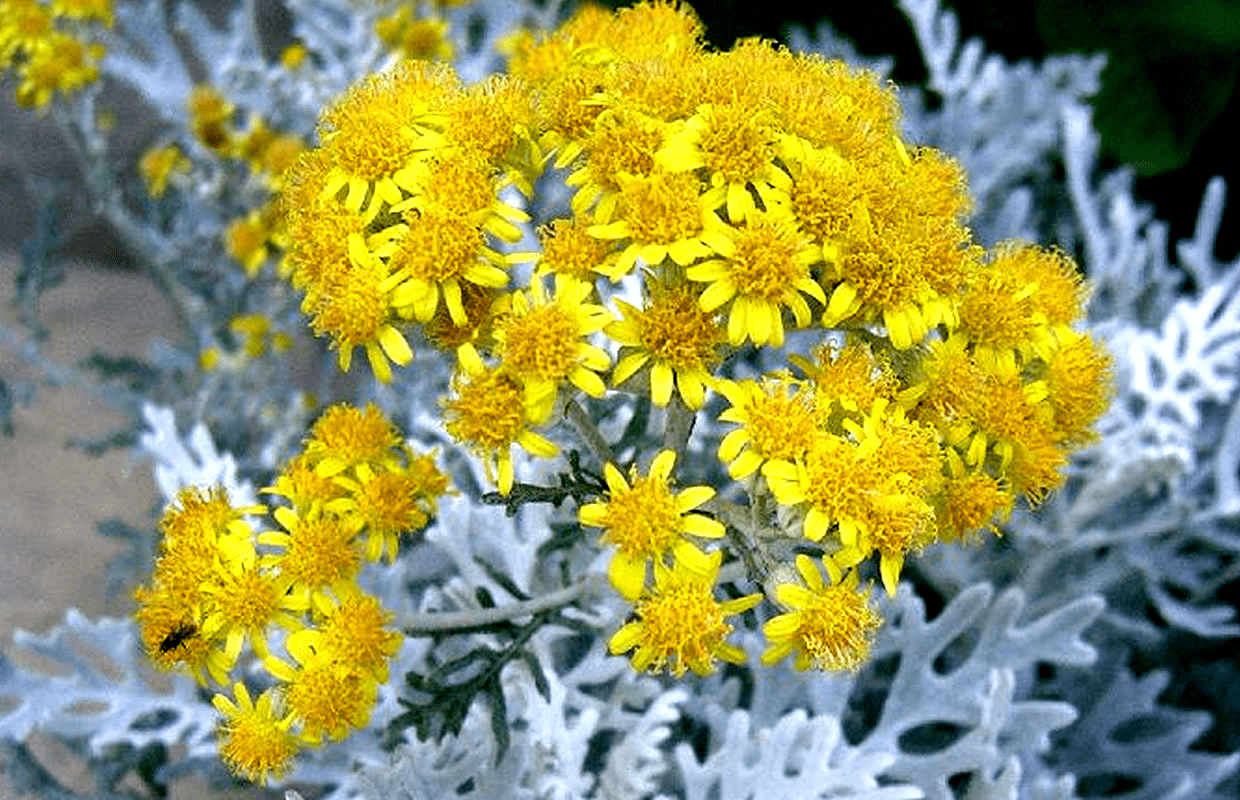 Des images de diffrentes plantes